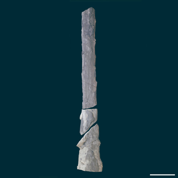 The giant fungus, Prototaxites milwaukeensis, MPM Pb402. Scale bar - 10 cm. Image credit: Kenneth C. Gass / CC BY-SA 4.0.
