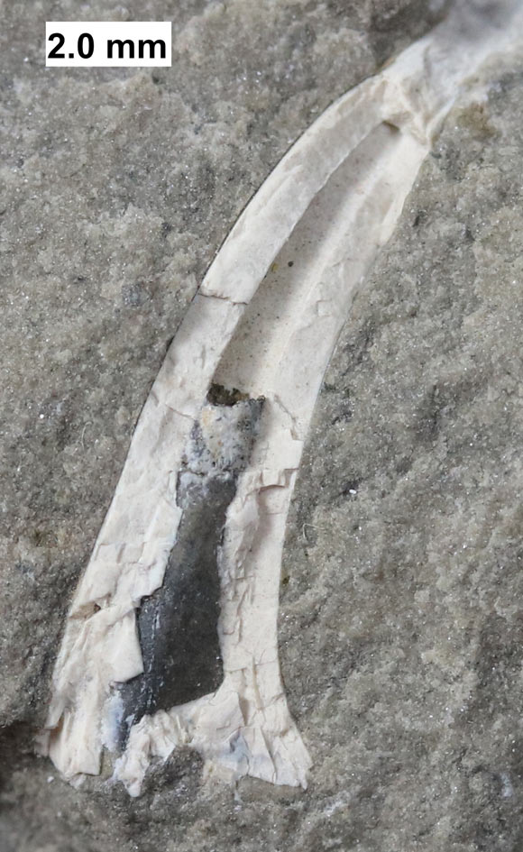 Tooth from the sarcopterygian fish, Onychodus, showing coalified pulp in the pulp chamber, MPM VP477. Image credit: Kenneth C. Gass / CC BY-SA 4.0.