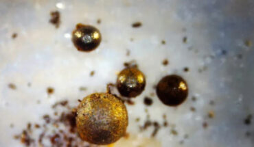 Tiny meteoritic spherules from the most likely path of IM1. Image credit: Avi Loeb, Harvard University / Galileo Project.