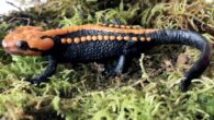 The Ngoc Linh crocodile newt (Tylototriton ngoclinhensis), holotype male. Image credit: Phung et al., doi: 10.3897/zookeys.1168.96091.