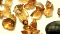 Tiny placoid scales of Otodus megalodon compared to a tip of a 0.5-mm mechanical pencil lead on the bottom right corner. Image credit: Kenshu Shimada / DePaul University.