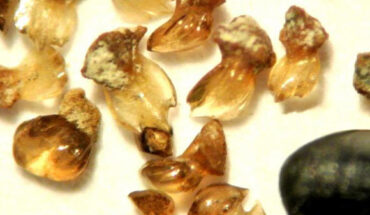 Tiny placoid scales of Otodus megalodon compared to a tip of a 0.5-mm mechanical pencil lead on the bottom right corner. Image credit: Kenshu Shimada / DePaul University.