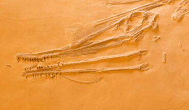 Petrodactyle wellnhoferi. Scale bar - 10 cm. Image credit: Hone et al., doi: 10.26879/1251.