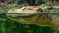 An artistic reconstruction of Alligator munensis. Image credit: Márton Szabó.