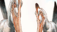 Yang et al. show that large-bodied pterosaurs, such as the giant pterosaur Pteranodon (shown here), probably practiced parental care. Image credit: James Robins / UCC.