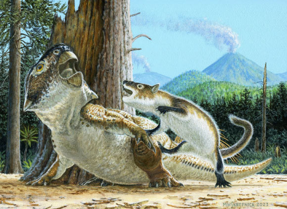 Illustration showing Repenomamus robustus as it attacks Psittacosaurus lujiatunensis before a volcanic debris flow buries them both, approximately 125 million years ago. Image credit: Michael Skrepnick.
