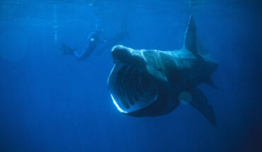 The basking shark (Cetorhinus maximus). Image credit: Chris Gotschalk.