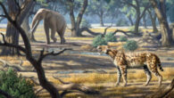 The sabertooth cat species Lokotunjailurus emageritus and the gomphothere-like elephantid species Stegotetrabelodon in Late Miocene Lothagam, Kenya. Image credit: Mauricio Antón / CC BY 3.0.