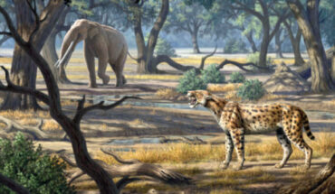 The sabertooth cat species Lokotunjailurus emageritus and the gomphothere-like elephantid species Stegotetrabelodon in Late Miocene Lothagam, Kenya. Image credit: Mauricio Antón / CC BY 3.0.