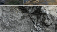 Wataria stumps and Byttneriophyllum bed at a Miocene-period locality in Japan. The largest Wataria stump is an individual #1 with a trunk about 1.37-m in diameter. Image credit: Nishino et al., doi: 10.1038/s41598-023-37211-z.