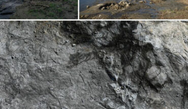 Wataria stumps and Byttneriophyllum bed at a Miocene-period locality in Japan. The largest Wataria stump is an individual #1 with a trunk about 1.37-m in diameter. Image credit: Nishino et al., doi: 10.1038/s41598-023-37211-z.
