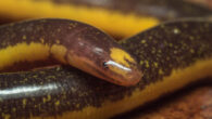 Caecilians are a group of limbless, vermiform or serpentine amphibians. Image credit: Marco Mancuso.