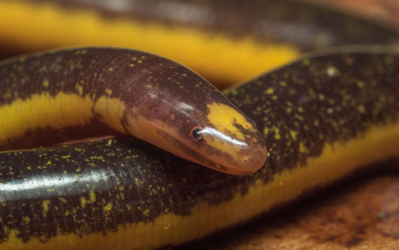 Caecilians are a group of limbless, vermiform or serpentine amphibians. Image credit: Marco Mancuso.