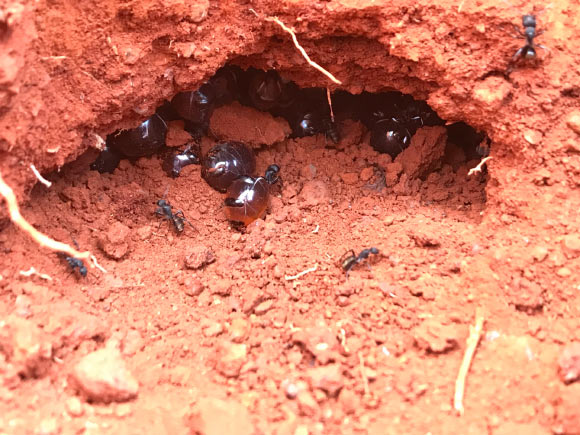 Australian honeypot ants (Camponotus inflatus) are found throughout the central desert region of Australia. Image credit: Danny Ulrich.