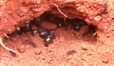 Australian honeypot ants (Camponotus inflatus) are found throughout the central desert region of Australia. Image credit: Danny Ulrich.