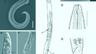General morphology of Panagrolaimus kolymaensis, female. Image credit: Shatilovich et al., doi: 10.1371/journal.pgen.1010798.