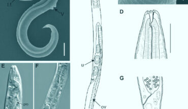 General morphology of Panagrolaimus kolymaensis, female. Image credit: Shatilovich et al., doi: 10.1371/journal.pgen.1010798.