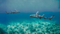 Heterodontus marshallae. Image credit: Sci.News / White et al., doi: 10.3390/d15070849.