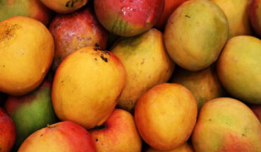 Mangoes are one of the most popular fruits in the world, grown in more than 100 countries globally and consumed by an extremely diverse population. Image credit: Daniel Dan.