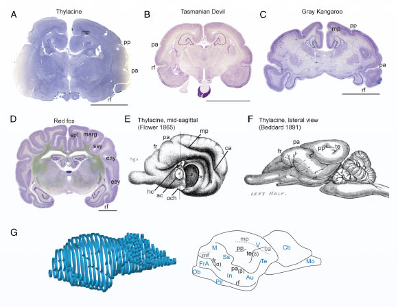 Macroanatomy of the thylacine brain compared to other representative species. Image credit: Haines et al., doi: 10.1073/pnas.2306516120.