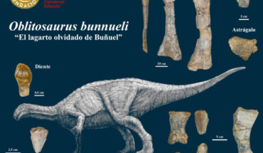 Oblitosaurus bunnueli. Image credit: Daniel Ayala, Fundación Dinópolis.