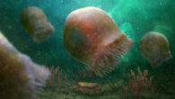 Artistic reconstruction of a group of Burgessomedusa phasmiformis swimming in the Cambrian sea. Image credit: Christian McCall.