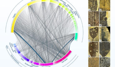 Plant-herbivore interactions from the Cenozoic fossil record: (A) meta-network of plant-herbivore interactions, based on 10,714 damaged leaves from 21 fossil floras; colored bars represent the total interaction frequencies of host plants and herbivores; the ten most abundant plant orders are labeled; gray lines represent pair-wise interactions, with more frequent interactions being thicker and less transparent; (B) examples of damage types: (a and b) mines mainly produced by moths; (c and d) galls mainly produced by gall midges; (e-h) external foliage feeding including hole feeding, margin feeding, surface feeding, and skeletonization; (i) endophytic oviposition; (j) in situ preservation of armored scale insects. Scale bars - 10 mm. Image credit: Albrecht et al., doi: 10.1073/pnas.2300514120.