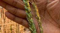 Bread wheat (left) has been bred over thousands of years to have large grain size, and be easy to harvest, but it has lost much of the resilience still maintained in the wild, ancient einkorn wheat (right). Image credit: Kimbra Cutlip / University of Maryland.