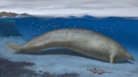 Reconstruction of Perucetus colossus in its coastal habitat; the associated sawfish, Pristis, was recovered from the same unit in the East Pisco Basin, the Yumaque Member of the Paracas Formation, Peru. Image credit: A. Gennari.