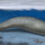 Reconstruction of Perucetus colossus in its coastal habitat; the associated sawfish, Pristis, was recovered from the same unit in the East Pisco Basin, the Yumaque Member of the Paracas Formation, Peru. Image credit: A. Gennari.