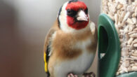 Interest in local bird feeding appears to have ramped up in countries all over the world during the pandemic lockdowns, even in countries not historically noted for bird feeding practices. Image credit: Victor Pogson.