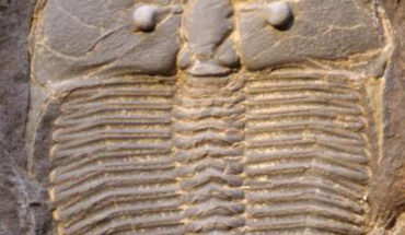 Aulacopleura koninckii. Image credit: Nigel Hughes / University of California, Riverside.