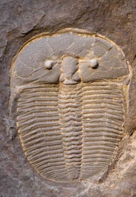 Aulacopleura koninckii. Image credit: Nigel Hughes / University of California, Riverside.