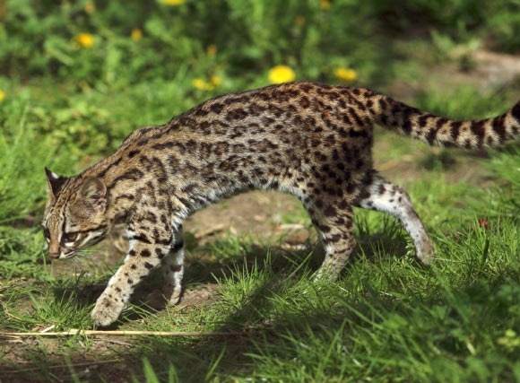 The tigrina or oncilla (Leopardus tigrinus). Image credit: Groumfy69 / CC BY-SA 3.0.