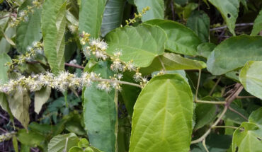 Mallotus peltatus. Image credit: Abu Hamas / CC BY-SA 4.0.