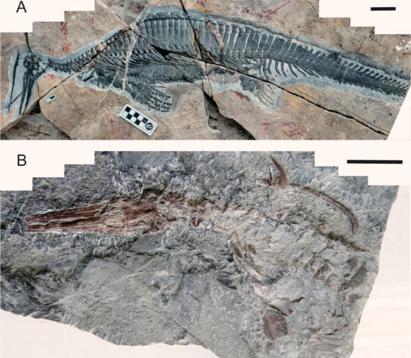 New specimens of Hupehsuchus nanchangensis. Scale bar - 5 cm. Image credit: Fang et al., doi: 10.1186/s12862-023-02143-9.