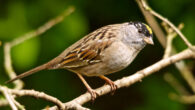 The golden-crowned sparrow (Zonotrichia atricapilla) in British Columbia, Canada. Image credit: Alejandro Erickson / CC BY 2.0.