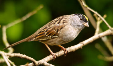 The golden-crowned sparrow (Zonotrichia atricapilla) in British Columbia, Canada. Image credit: Alejandro Erickson / CC BY 2.0.