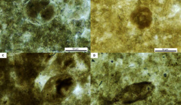 Parasites found in the vertebrate coprolite from Thailand. Image credit: Nonsrirach et al., 10.1371/journal.pone.0287891.