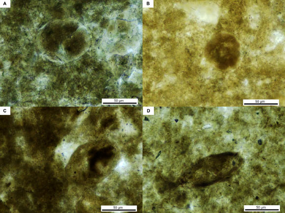Parasites found in the vertebrate coprolite from Thailand. Image credit: Nonsrirach et al., 10.1371/journal.pone.0287891.