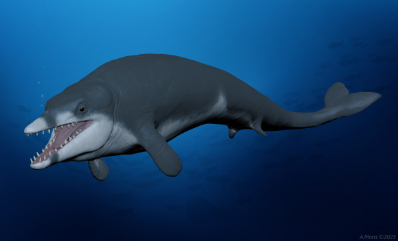 Life reconstruction of Tutcetus rayanensis swimming in the Tethys Ocean 41 million years ago. Image credit: Ahmed Morsi / Hesham Sallam / Mansoura University Vertebrate Paleontology Center.