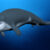 Life reconstruction of Tutcetus rayanensis swimming in the Tethys Ocean 41 million years ago. Image credit: Ahmed Morsi / Hesham Sallam / Mansoura University Vertebrate Paleontology Center.