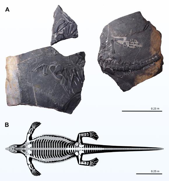 Holotype of Prosaurosphargis yingzishanensis (A) and skeletal reconstruction with known elements highlighted in white (B). Image credit: Wolniewicz et al., doi: 10.7554/eLife.83163.