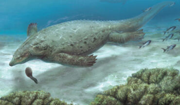 Life reconstruction of Prosaurosphargis yingzishanensis depicted in the Early Triassic shallow marine environment of the Nanzhang-Yuan’an region, Hubei Province, South China. Image credit: Wolniewicz et al., doi: 10.7554/eLife.83163.