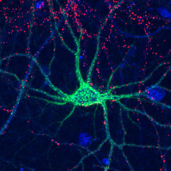Complex sugar molecules control the formation of perineuronal nets (shown here in green) that surround neurons to help stabilize connections in the brain. Image credit: Hsieh-Wilson et al.