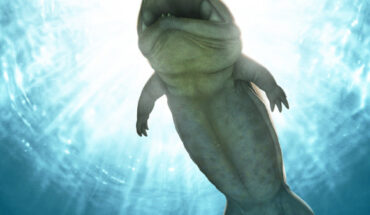 Life reconstruction of Arenaerpeton supinatus preying on Cleithrolepis granulata. Image credit: José Vitor Silva.