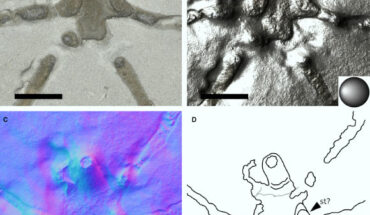 Palaeopycnogonides gracilis. Scale bars - 5 mm. Image credit: Sabroux et al., doi: 10.1002/spp2.1515.