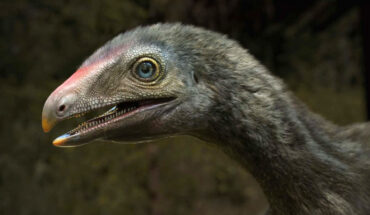 Life reconstruction of Venetoraptor gassenae. Image credit: Caio Fantini.