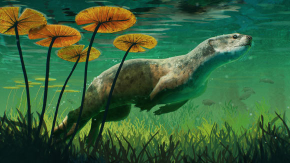 Life reconstruction of Potamotherium valletoni. Image credit: Gabriel Ugueto.