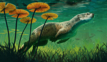 Life reconstruction of Potamotherium valletoni. Image credit: Gabriel Ugueto.